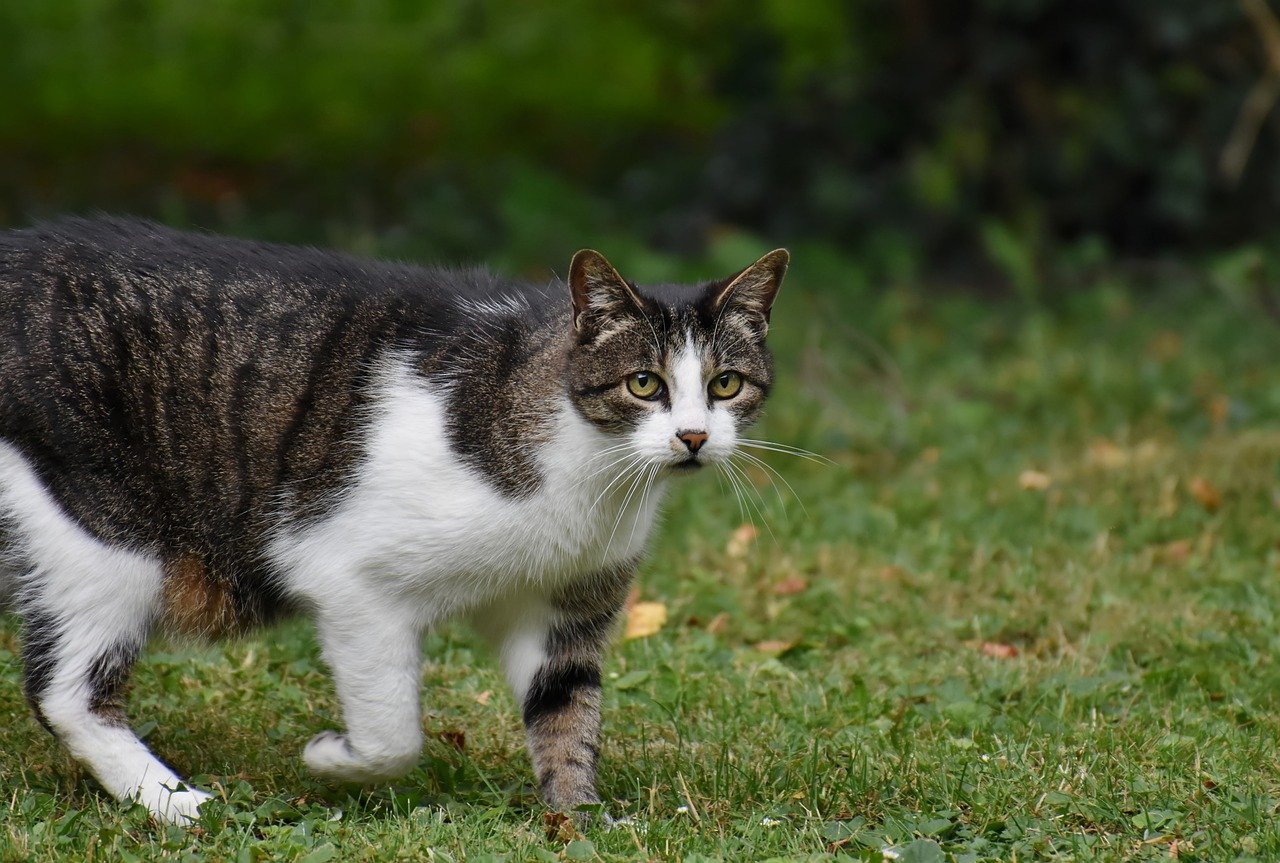 The Gentle Nature of the Siberian Cat